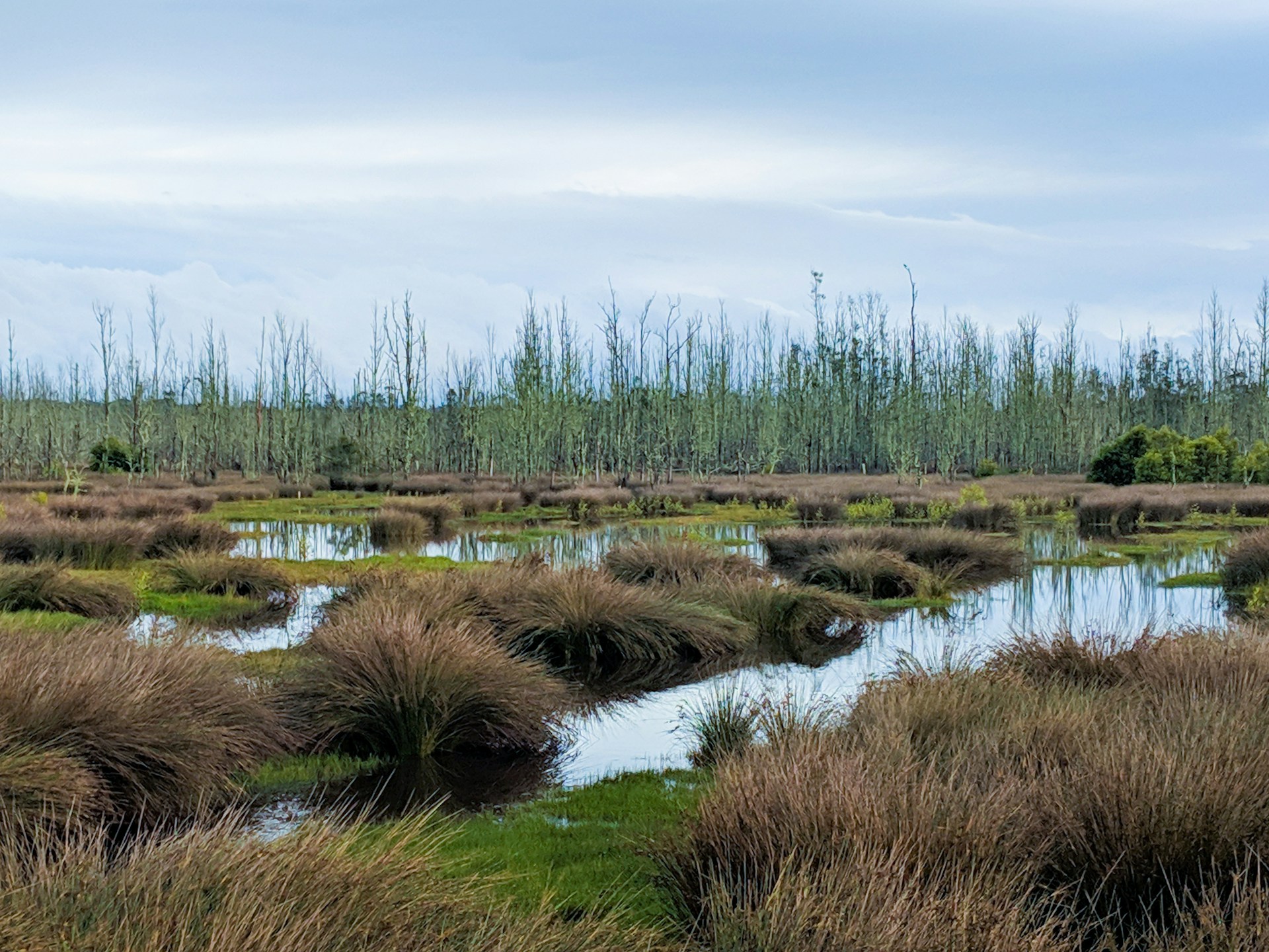 South Australia Begins Major Wetlands Restoration Across 35 Sites