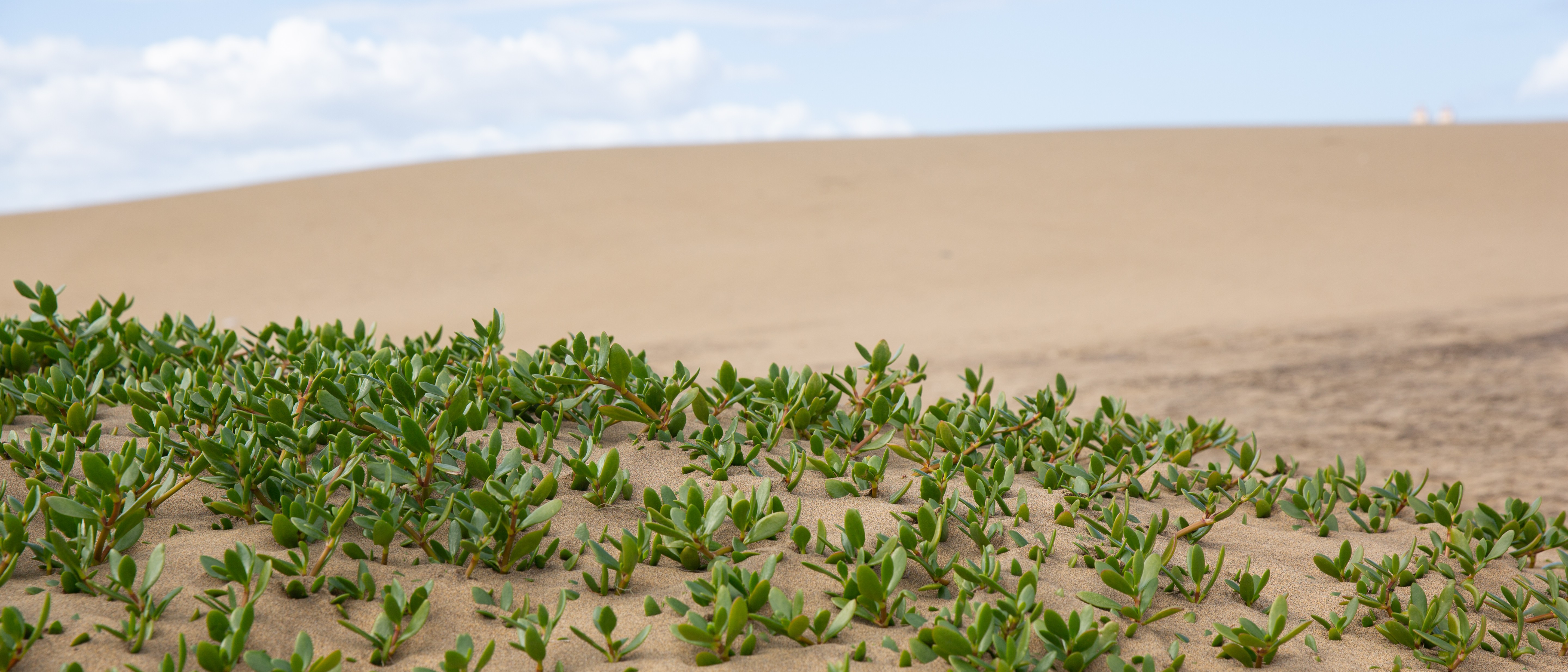 Oman Plants 1.2 Million Seeds in Suhar to Expand Green Cover