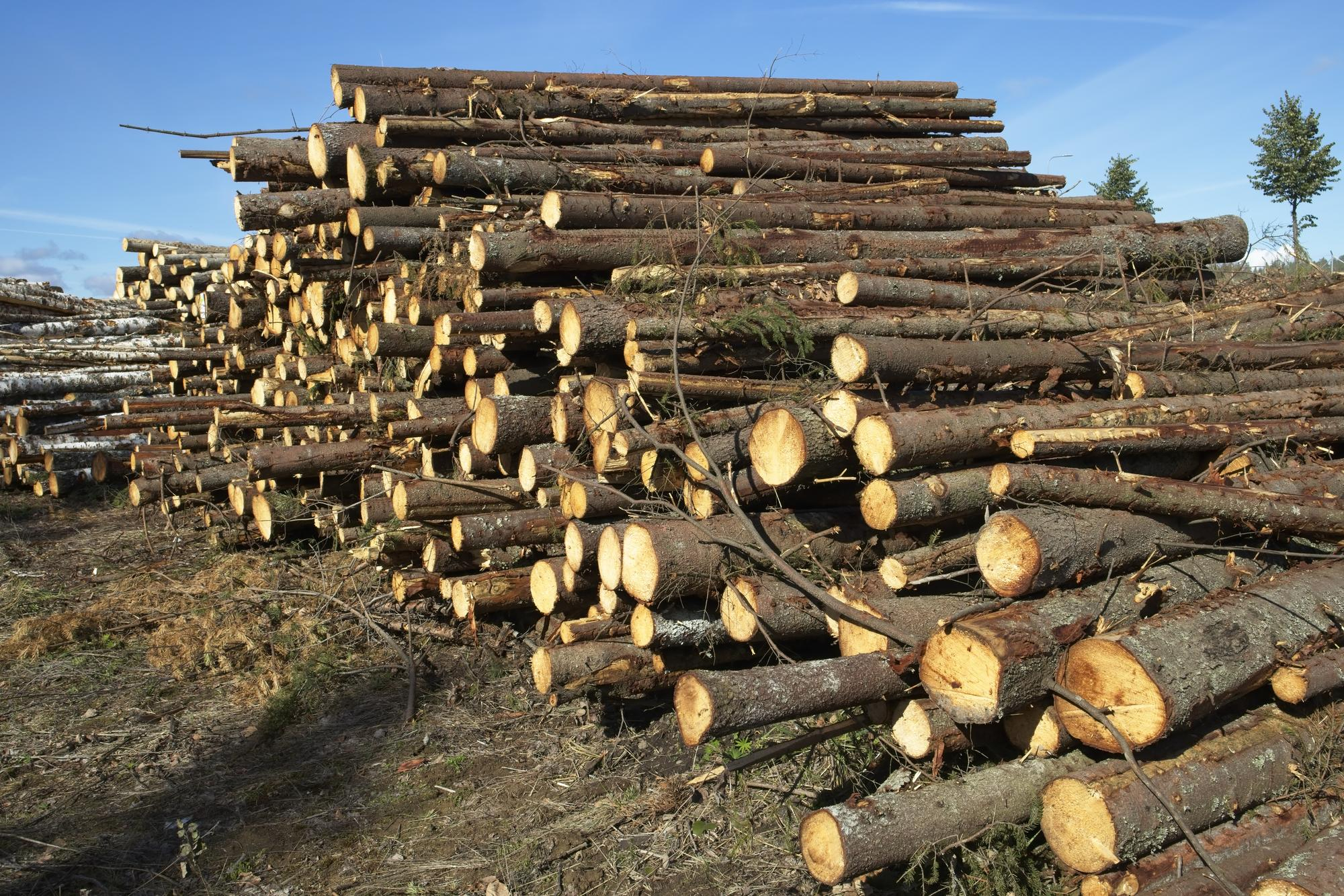 EU Sustainable Supply Chains Coalition created in run-up to EU Deforestation Regulation