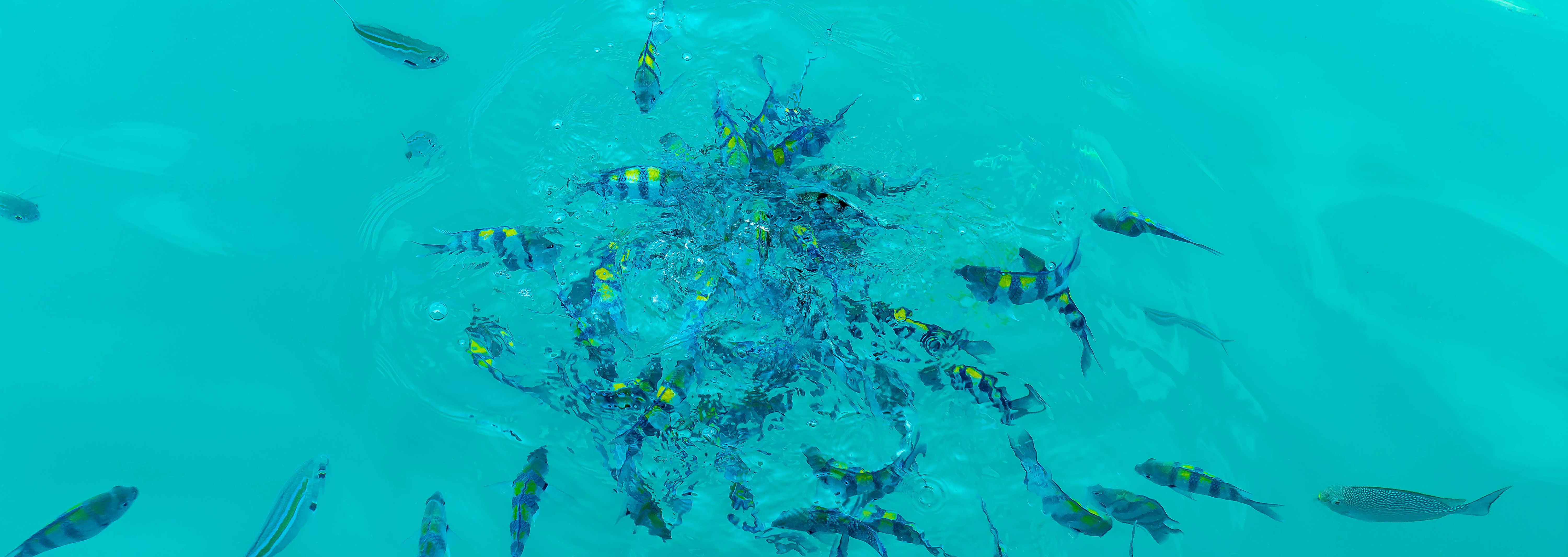 Australian Environmental Groups Urge Stronger UN Oversight for Great Barrier Reef