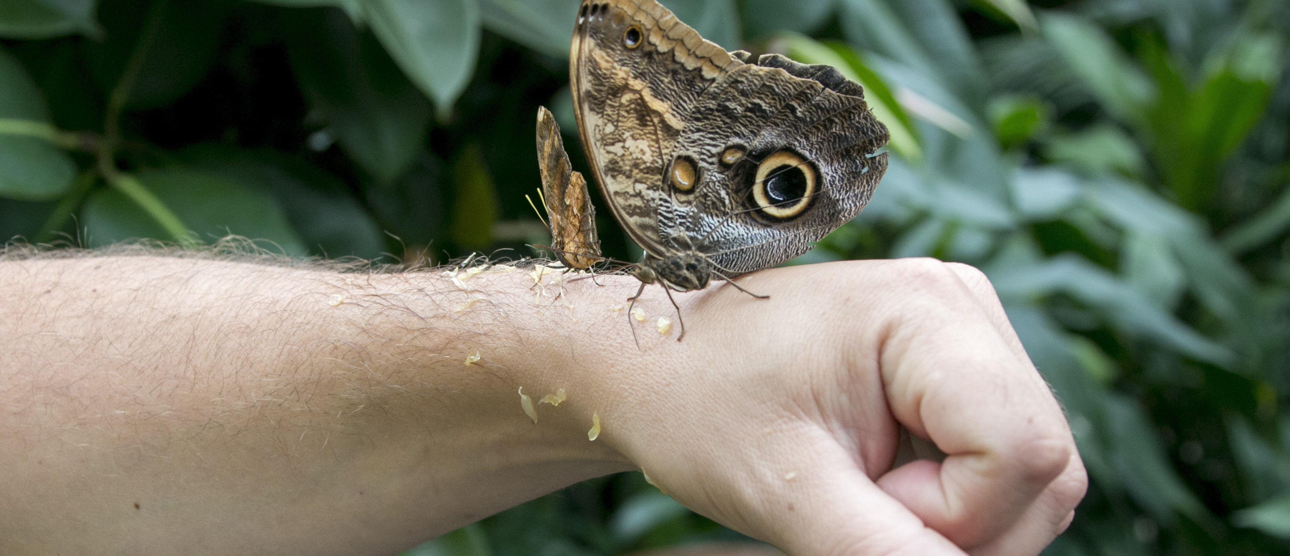 Australian Scientists and Youth Call for Greater Nature Funding
