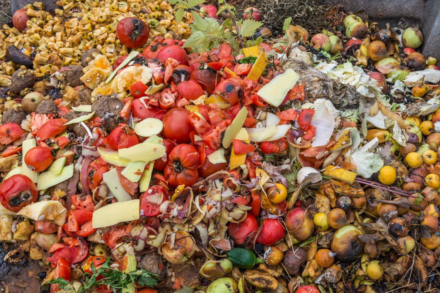 UAE Launches Initiative to Reduce Food Waste and Strengthen Food Security