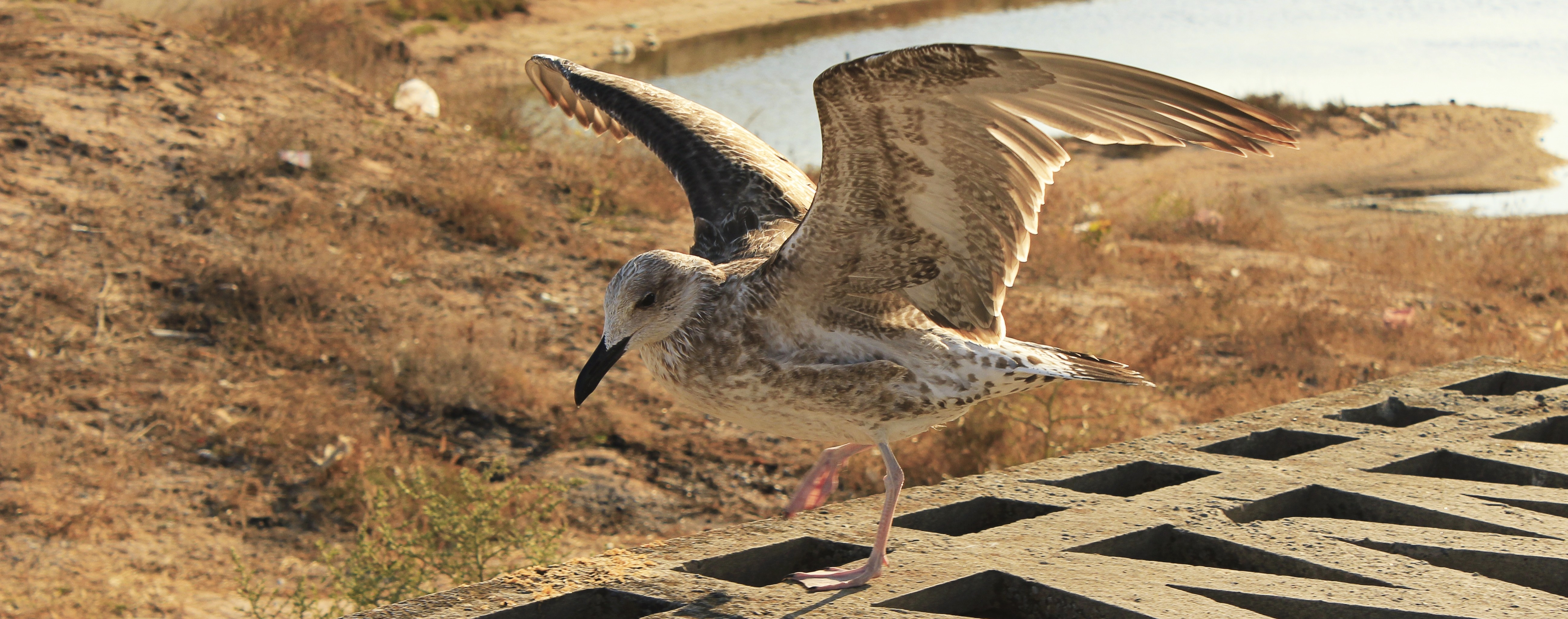 Saudi Arabia Signs MoU to Strengthen Houbara Bustard Conservation