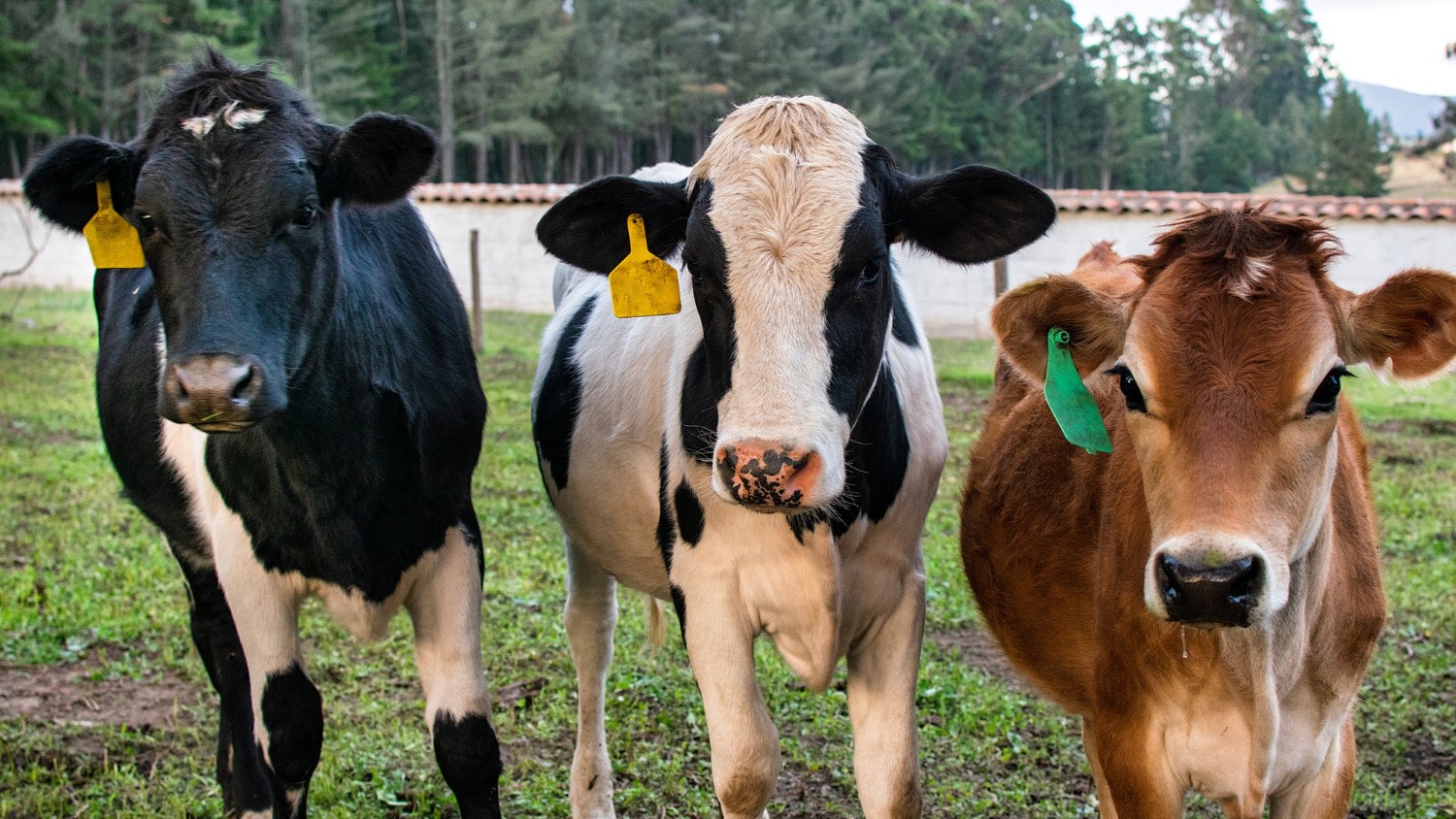 US to Reopen Mexican Cattle Border as Screwworm Controls Tighten