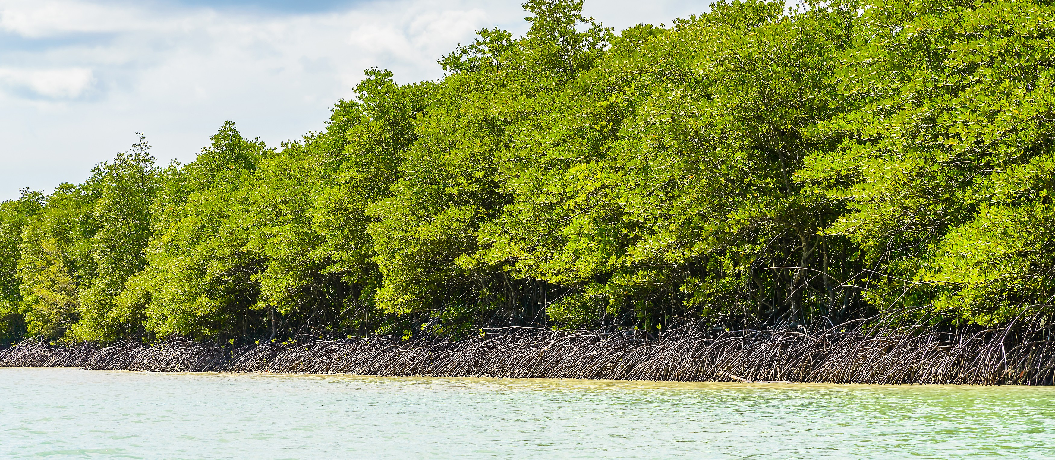 Kuwait Expands Mangrove Restoration to Strengthen Coastal Ecosystems