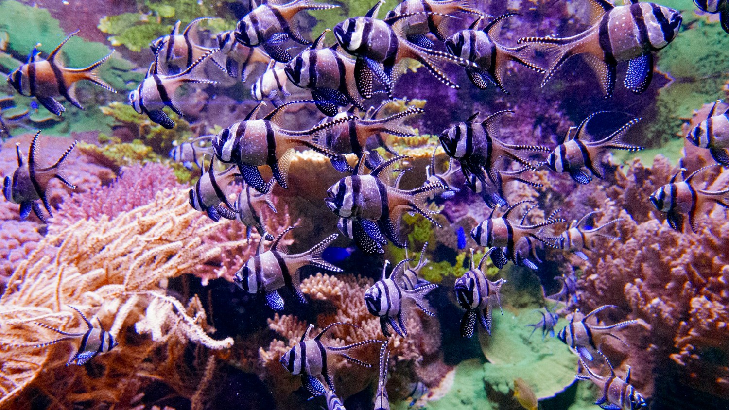 Florida’s New Coastal Corridor Links Wildlife Protection With Economic Growth