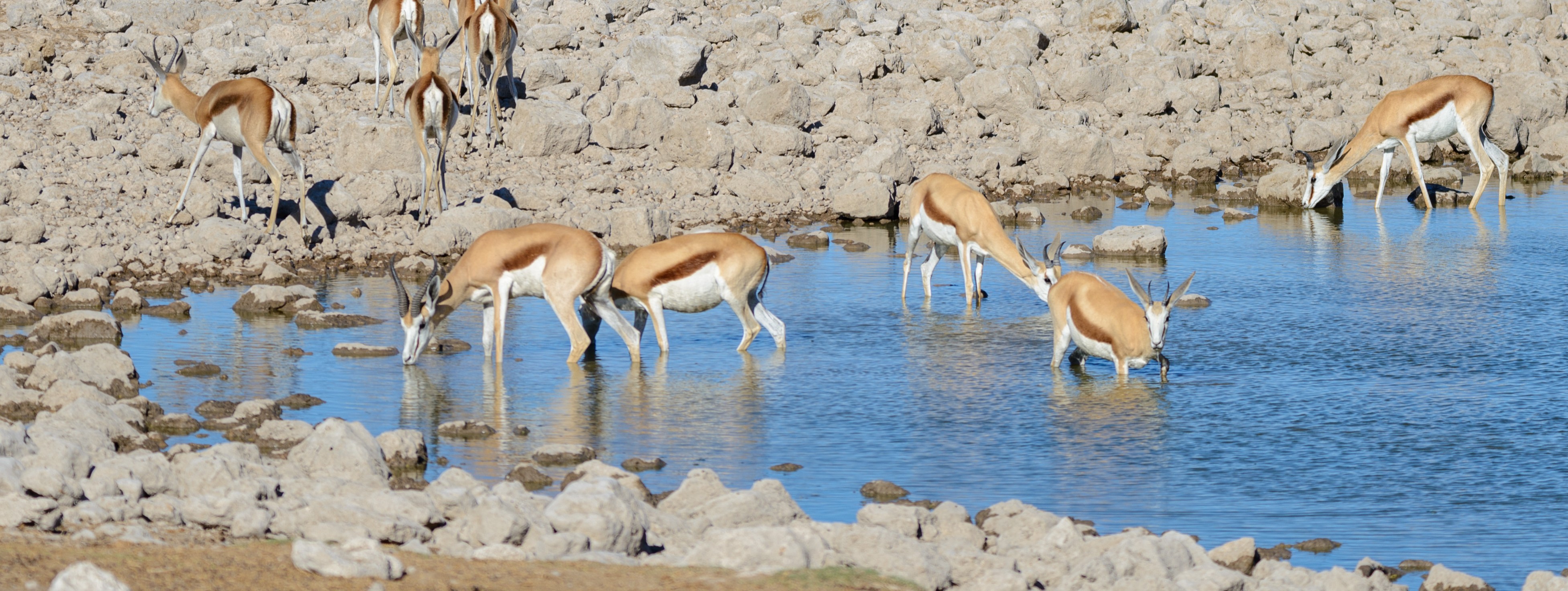 Abu Dhabi Issues New Resolution to Strengthen Species and Habitat Protection