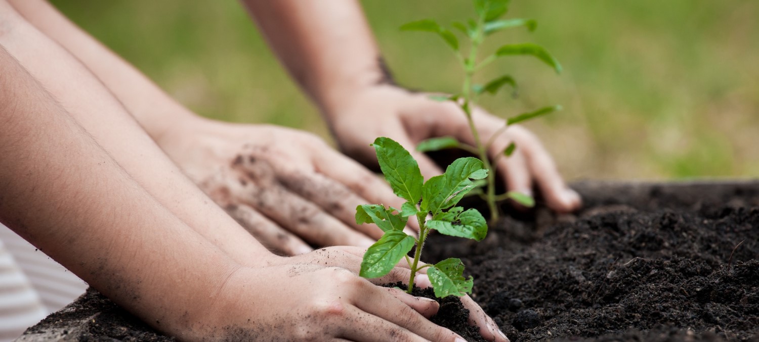 India Uzbekistan Highlight Environmental Sustainability Through Tree Planting