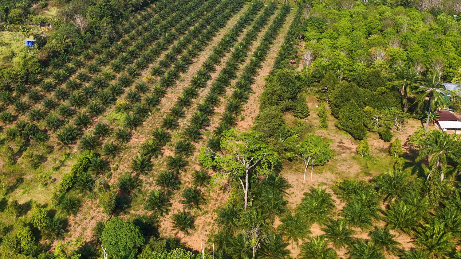 Optimizing Palm Oil Procurement for Food Manufacturing