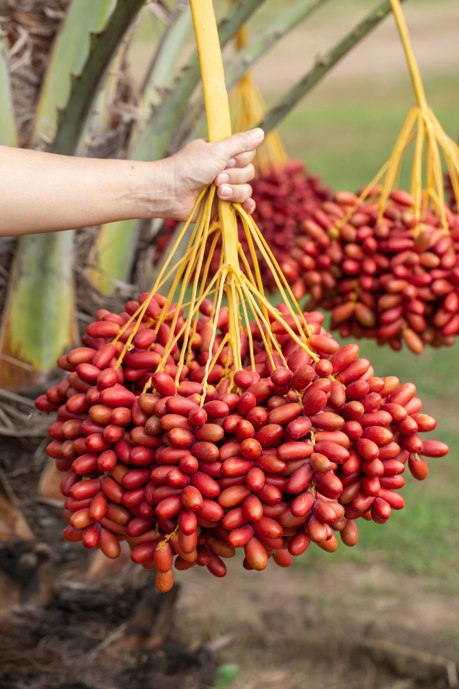 Palm oil harvesting